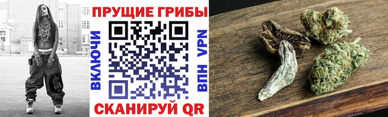 как найти наркотики  Похвистнево  Псилоцибиновые грибы MAGIC MUSHROOMS 